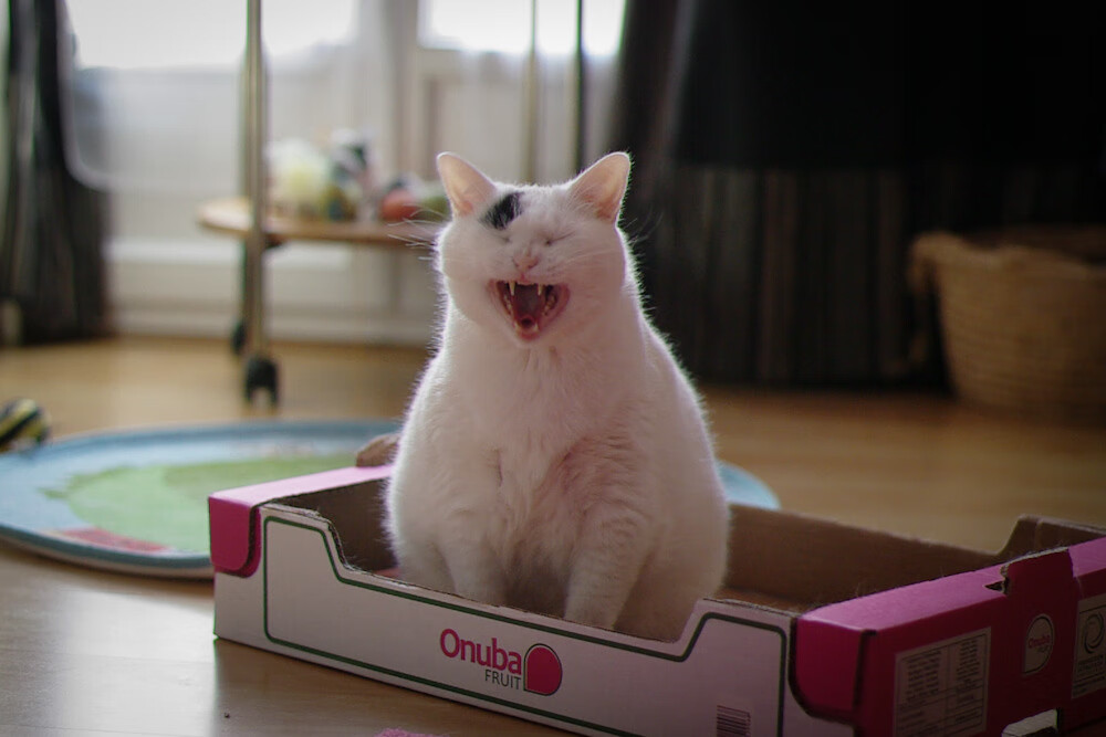 【虚拟球迷】线上互动平台带来不同凡响的观赛体验，虚拟篮球直播