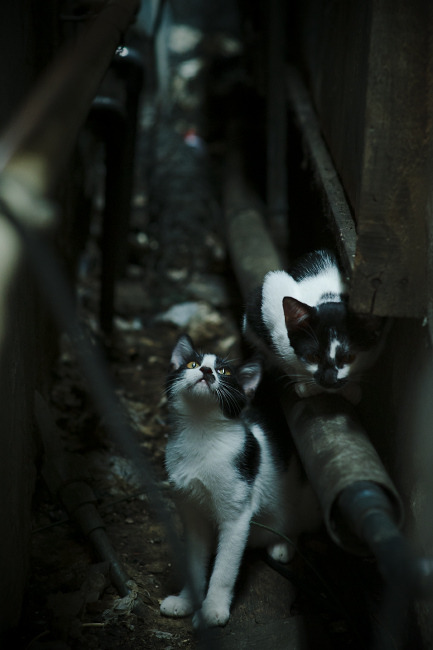 克罗地亚马术协会设立马匹福利基金,支持马匹退休生活。,克罗地亚 黑马