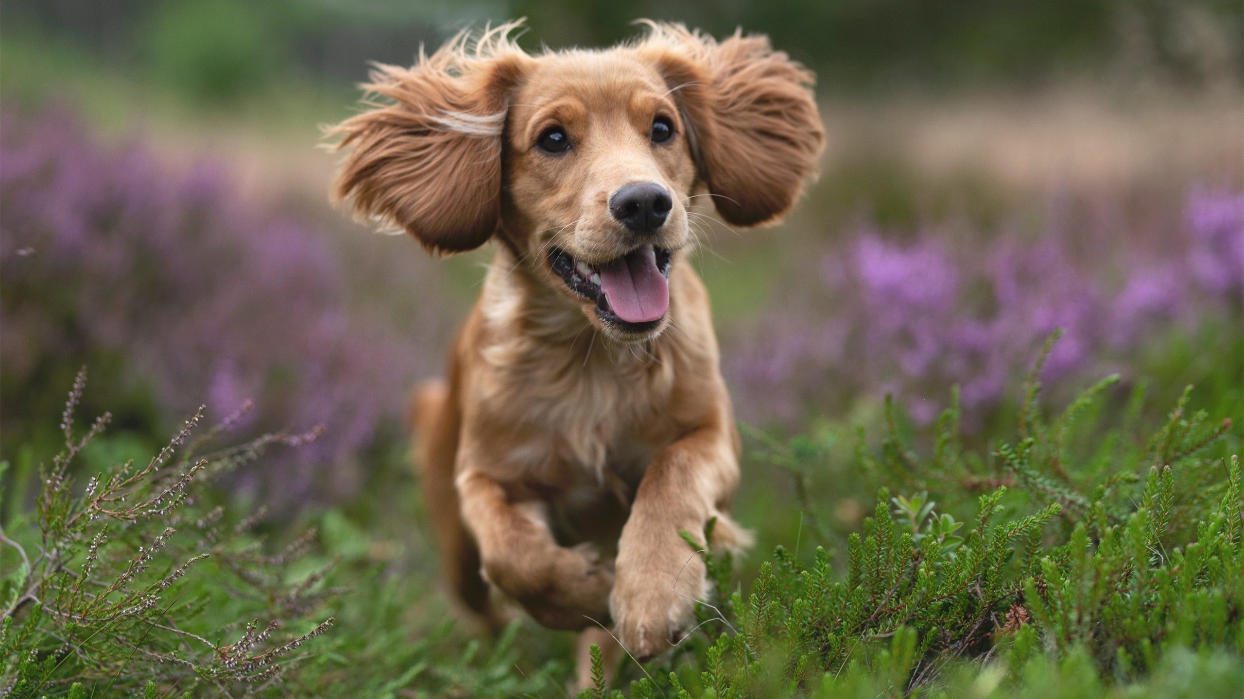 半决赛前瞻：阿根廷迎战荷兰，阿根廷对荷兰集锦