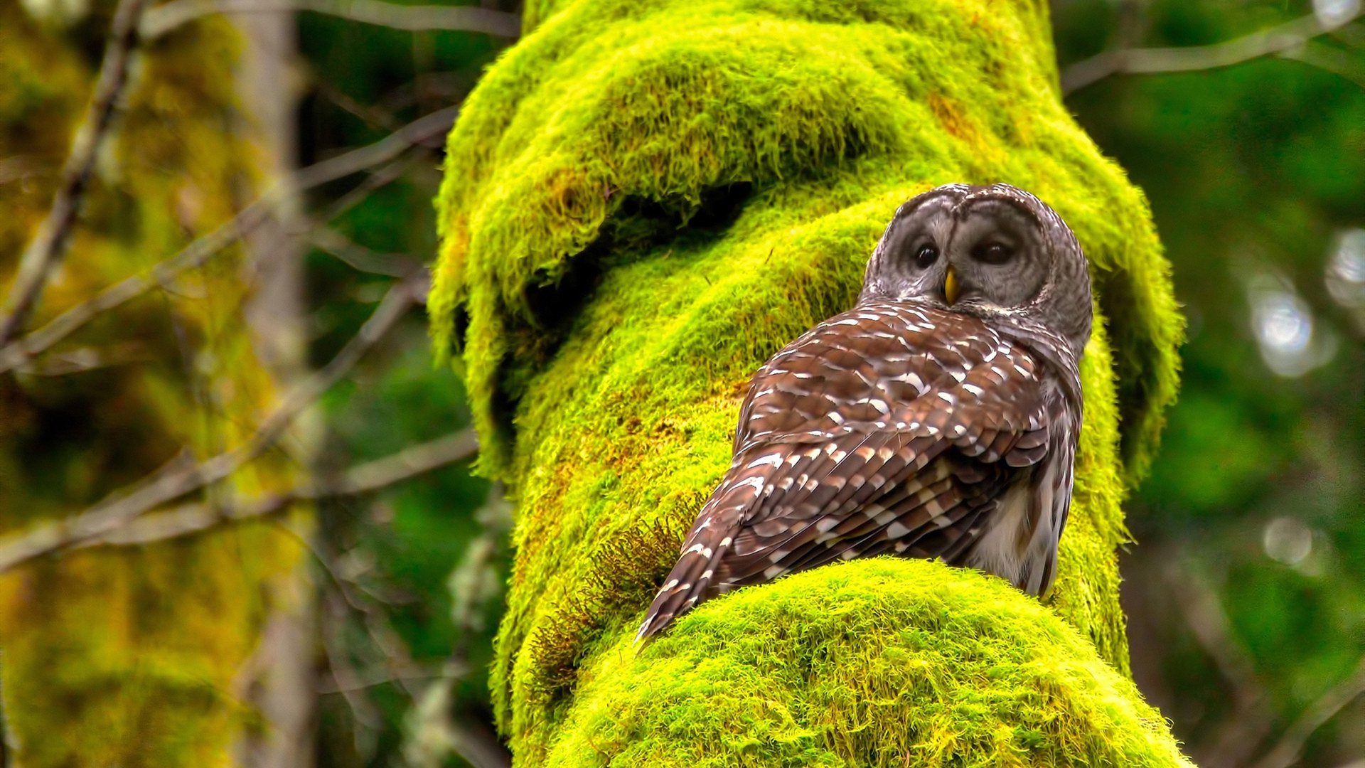 塞内加尔队后卫吉梅内斯在巴黎奥运会上表现出色，何塞·吉梅内斯