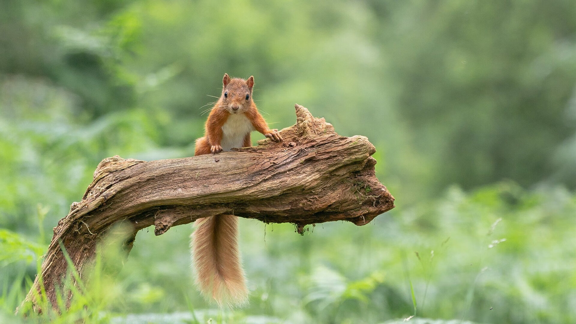布鲁诺·卡博克洛在巴黎奥运会小组赛中三分球命中率达到57.1%,布鲁诺卡波科洛集锦