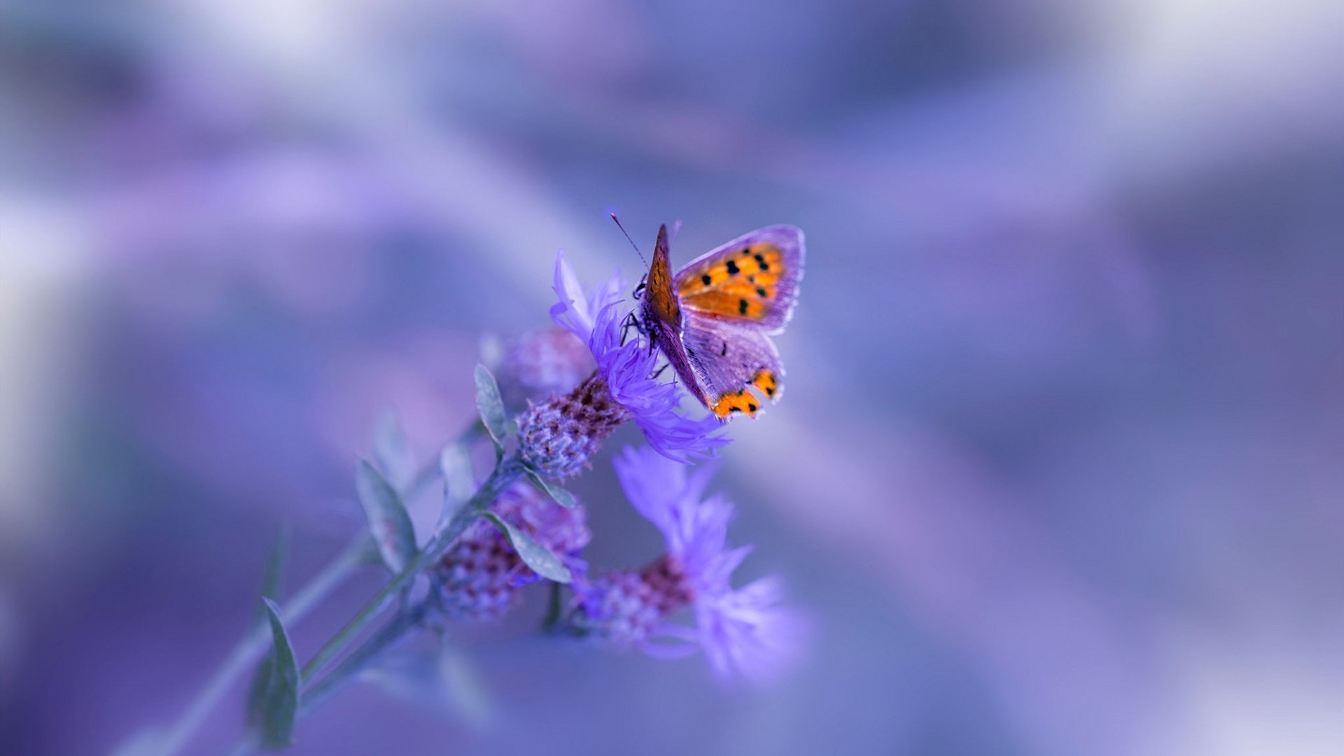 独行侠内外结合,力克来访之师