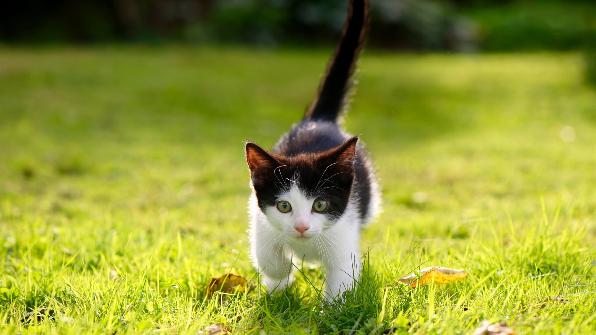 九游游戏中心-电竞行业的安全保障：防范作弊与保护选手，电竞行业面临的风险