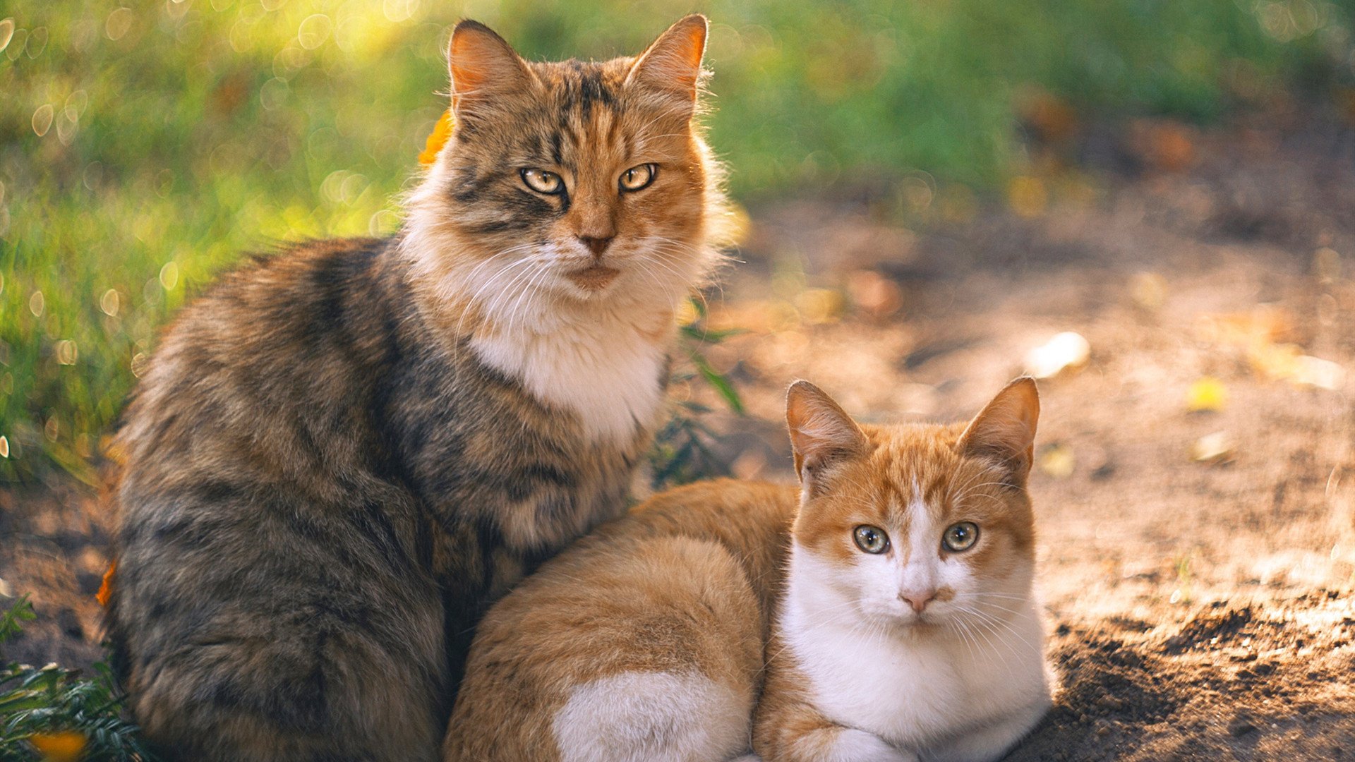 英超攻防转换快速,精彩进球瞬间令人陶醉,英超 进球