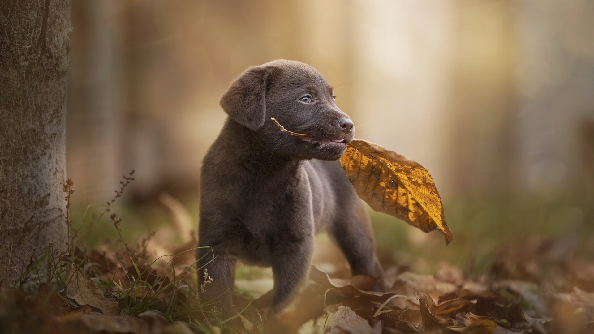 通过VR虚拟技术实现“云比赛”,创新赛事观赛体验,vr虚拟现实比赛题目