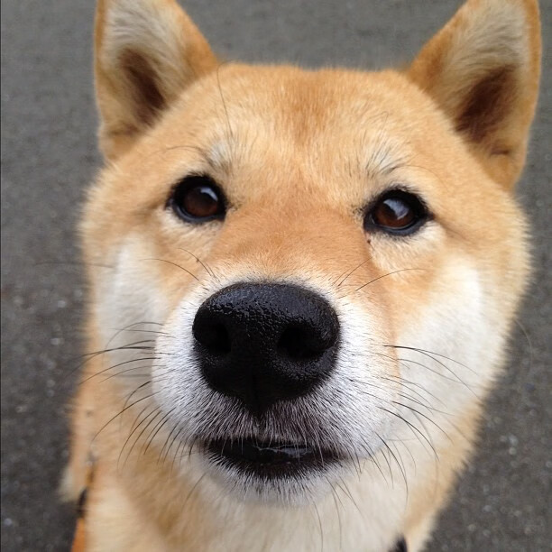 LPL战队首次开展跨赛区联合训练营,lol跨段位排位机制