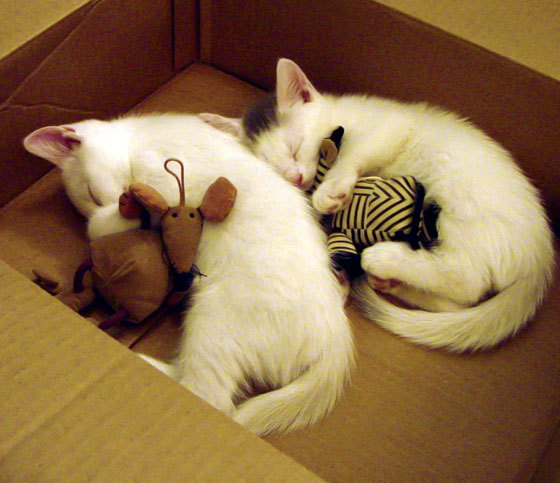 九游网页版入口-世界冠军之争！美国女足挑战德国，大战在即，德国女足美国女足