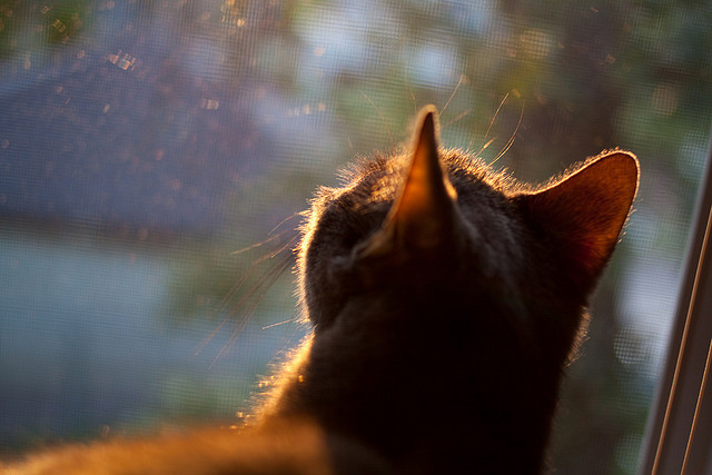 九游(jiuyou)官方网站-五大联赛是否应强化基层裁判体系的全球培训，竞赛五大联赛