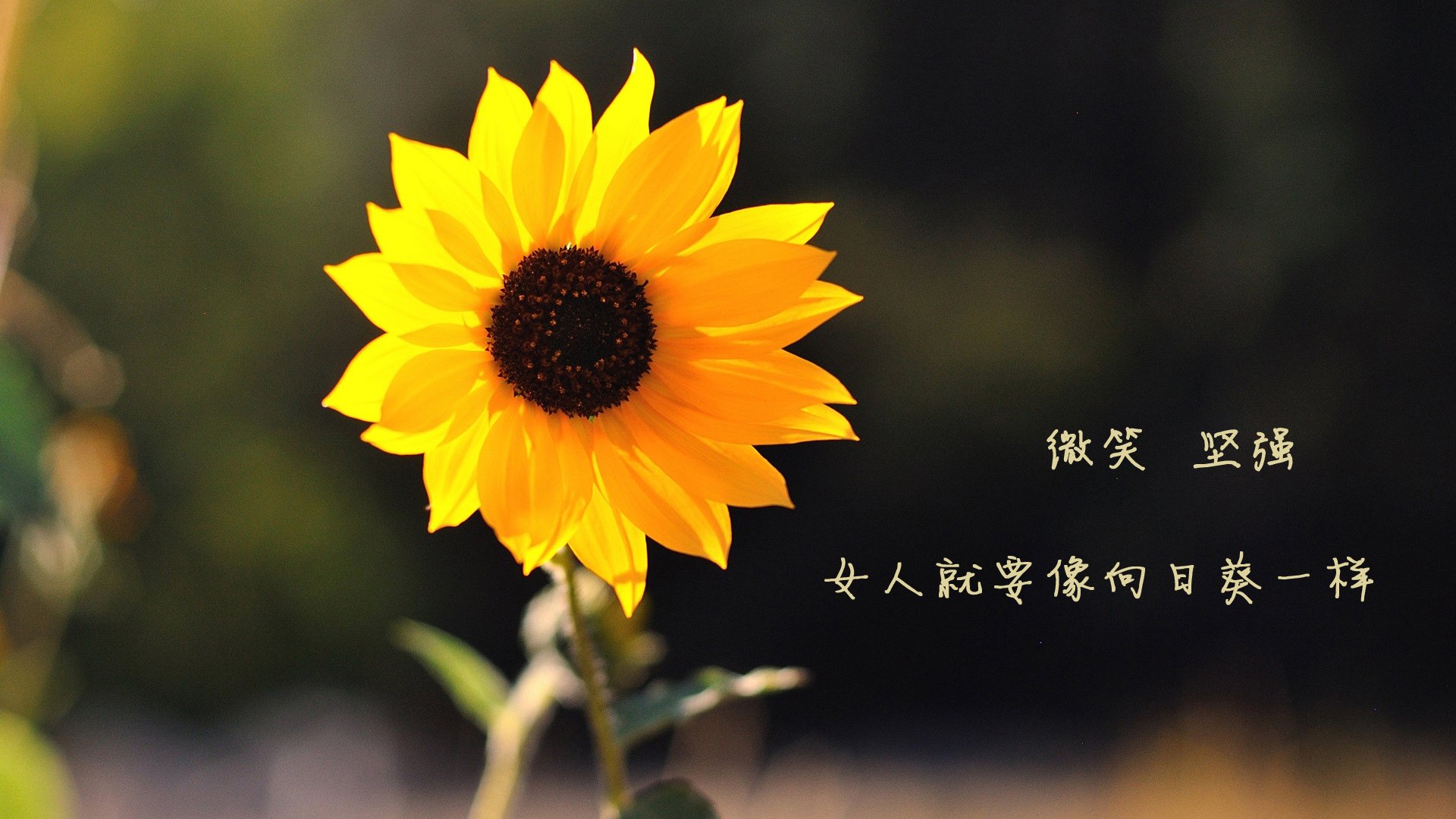 南特球员表现出色，或将被国家队召唤，南特足球俱乐部