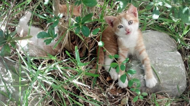 女足世界杯历史最佳射手排行榜，女足世界杯最佳成绩