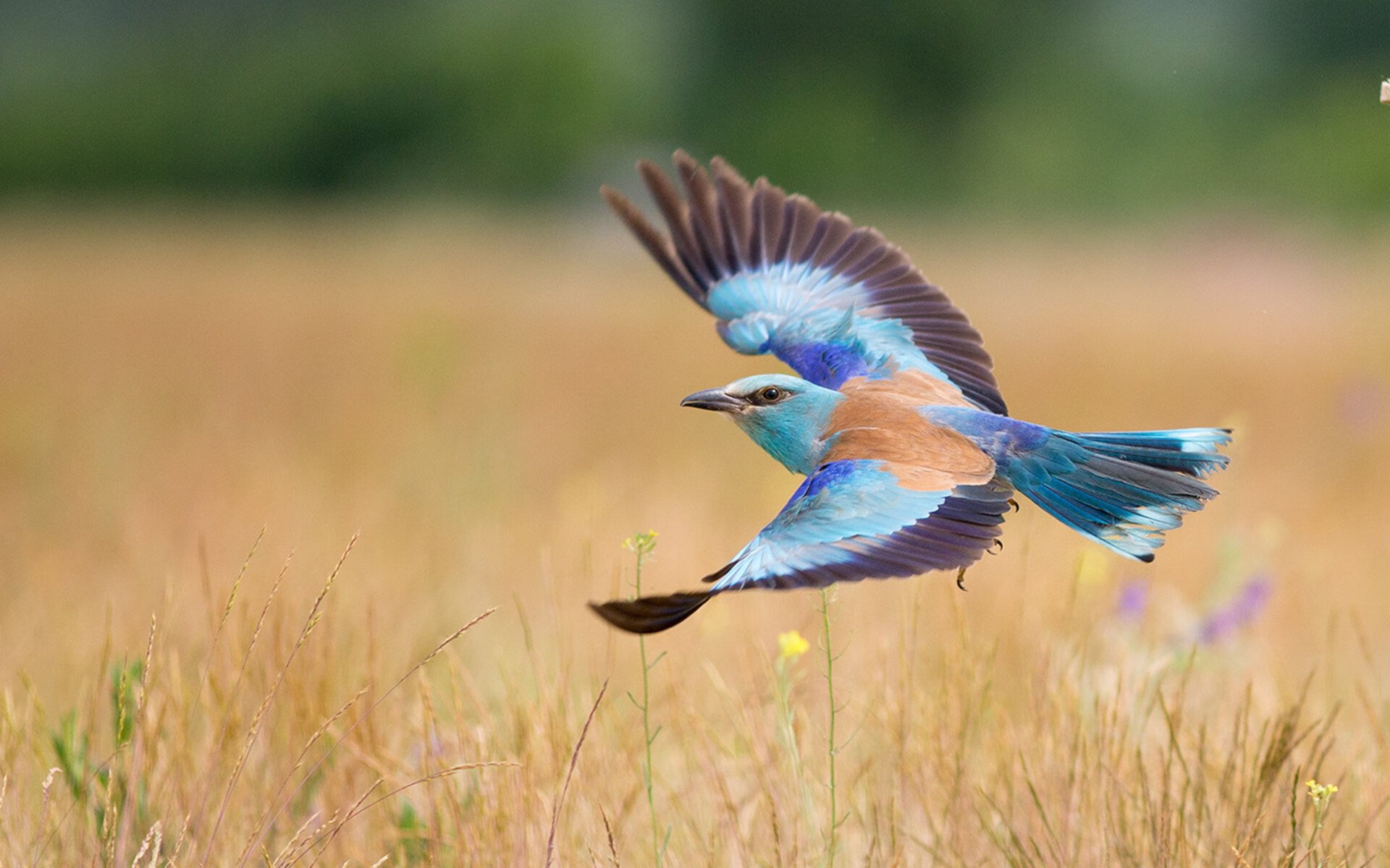 九游游戏中心-汉堡SV球员缺阵，客场战平对手收获关键积分，2018.5.12汉堡球场