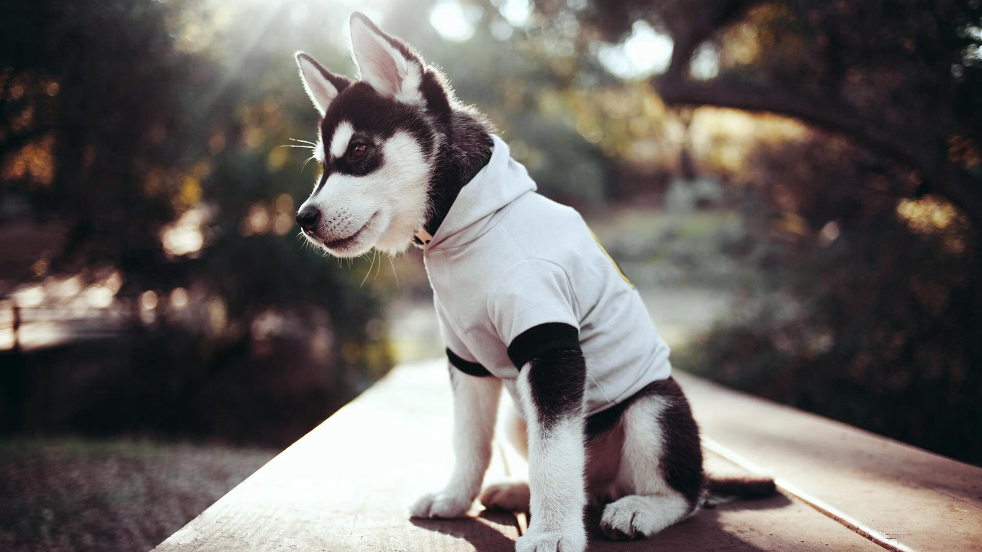 九游娱乐官网 (JIUYOU)-萨拉赫本赛季英超进球数破30，助攻榜领跑，萨拉赫英超金靴