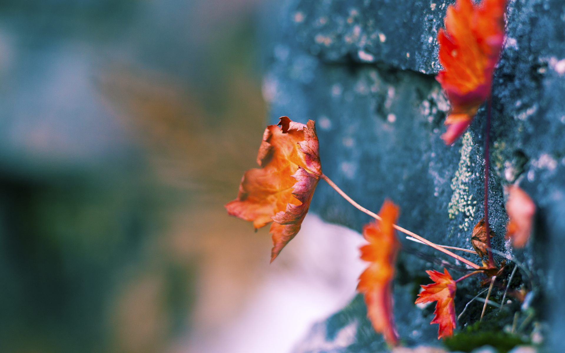 九游娱乐(jiuyou)官方网站-莱比锡连胜稳固领头羊位置，德甲争冠形势喜人，莱比锡球队厉害吗