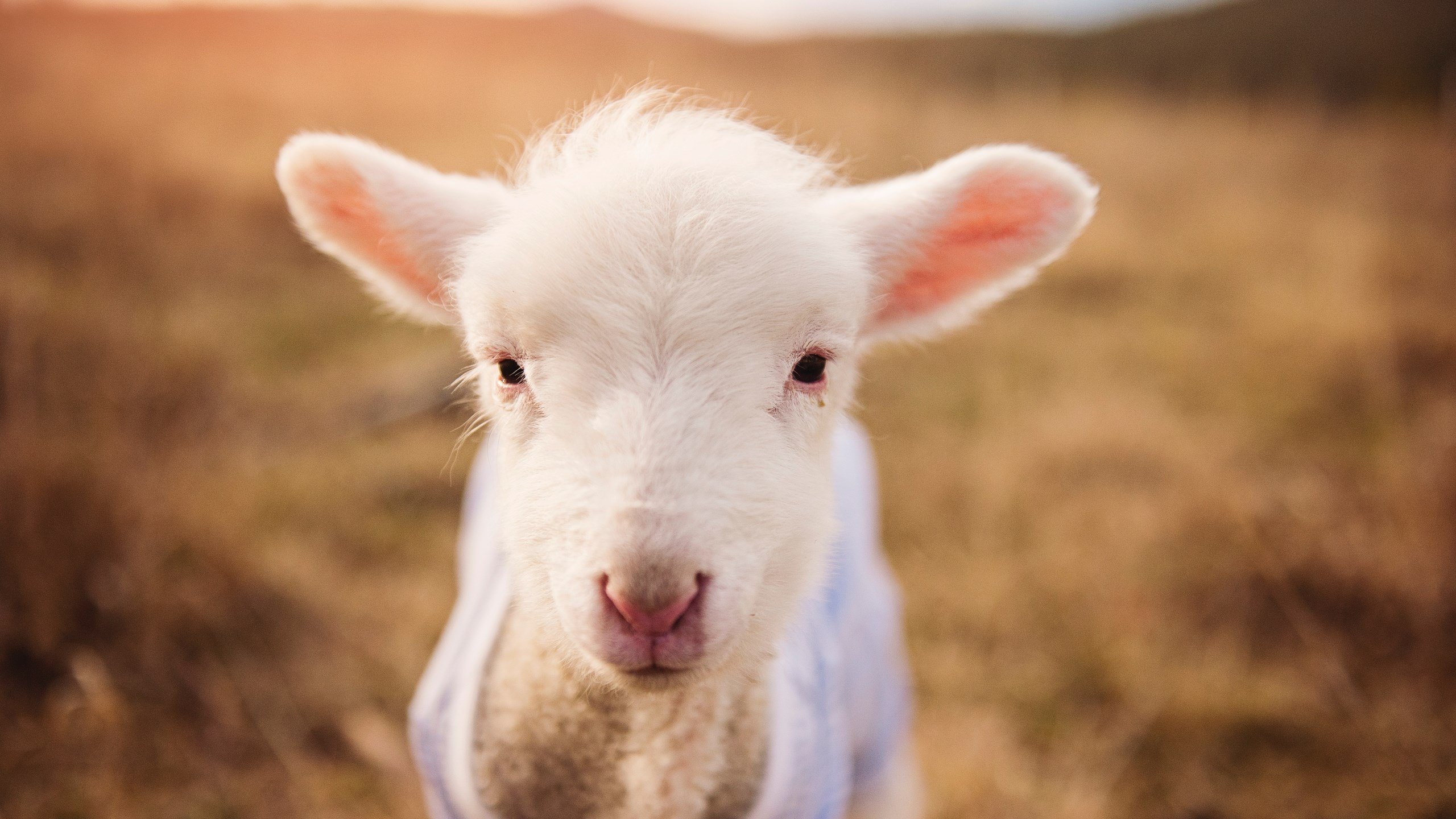 迈阿密国际在国内赛事中取得优异成绩,迈阿密国际比赛中断