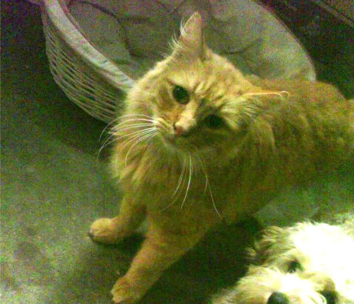 中国篮球联赛品牌建设策略与粉丝经济发展路径,中国国内的篮球联赛简称