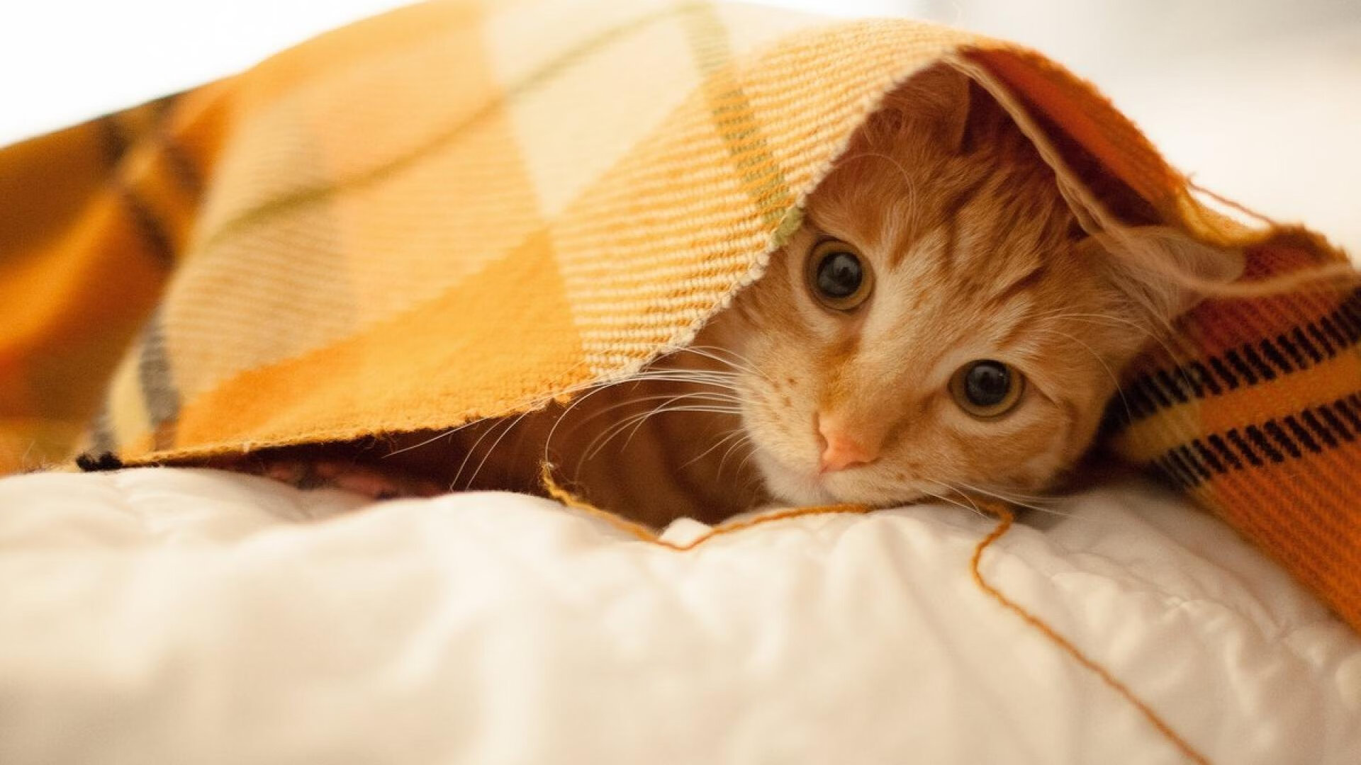 “跑者聚集！SHO-CHAN Run 2025香港赛道的极速对决”