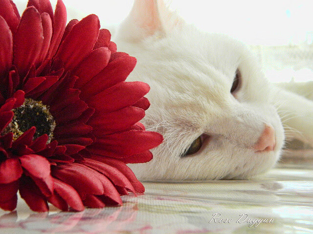 体育新闻中心构建青少年体育媒介素养测评系统,体育媒体平台