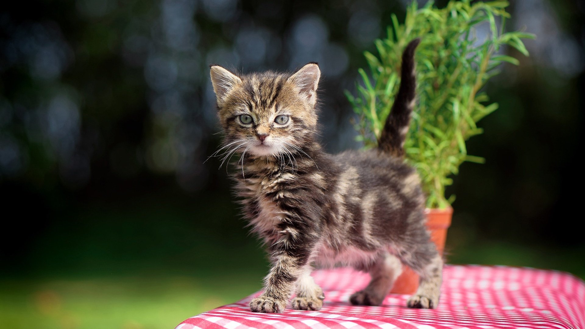 印度队未来发展：从本土赛事到世界级竞技平台的蜕变，印度参赛人员