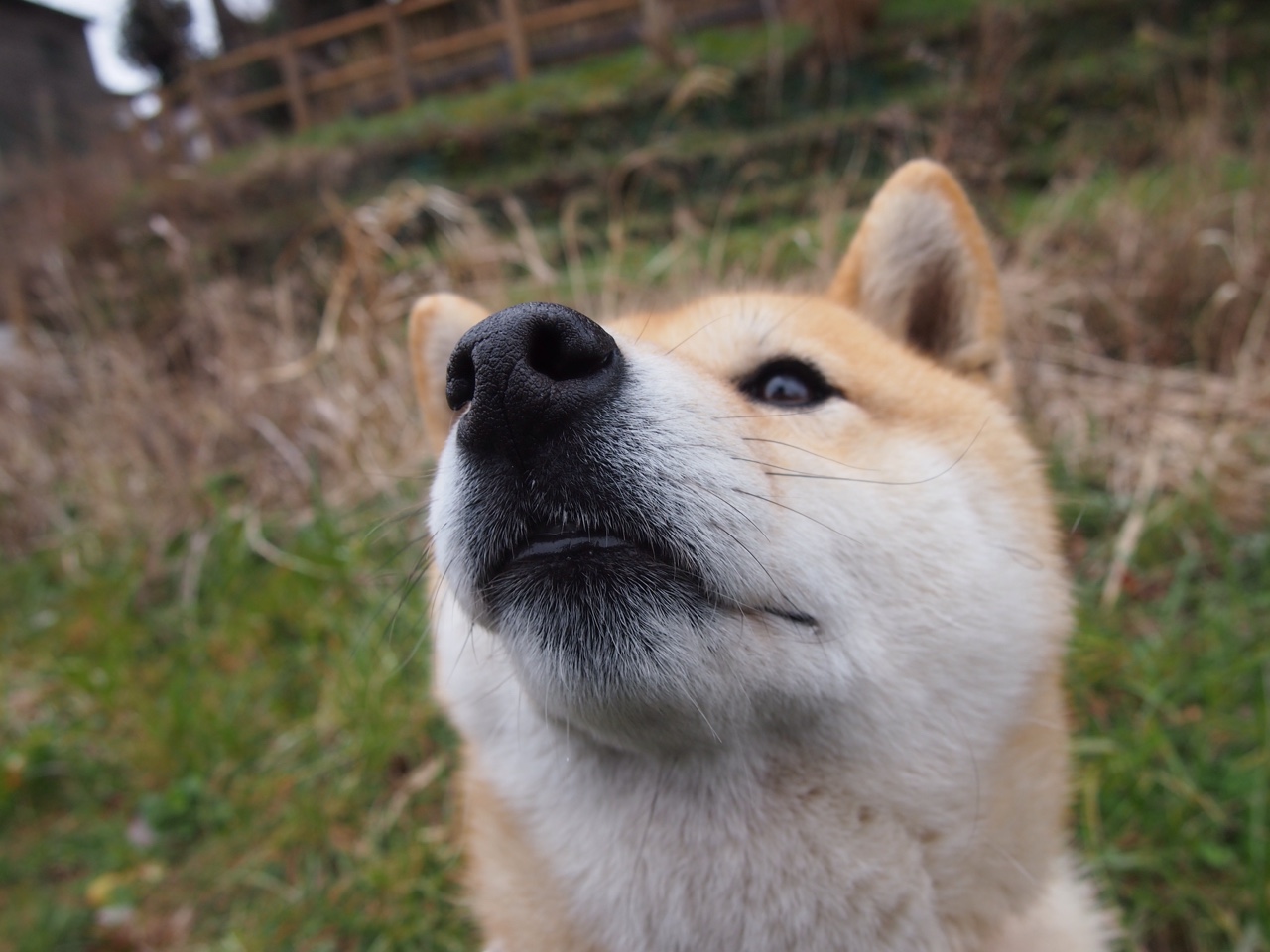 印度队在2024年世界杯赛场上强势崛起的背后故事,印度世界杯退赛
