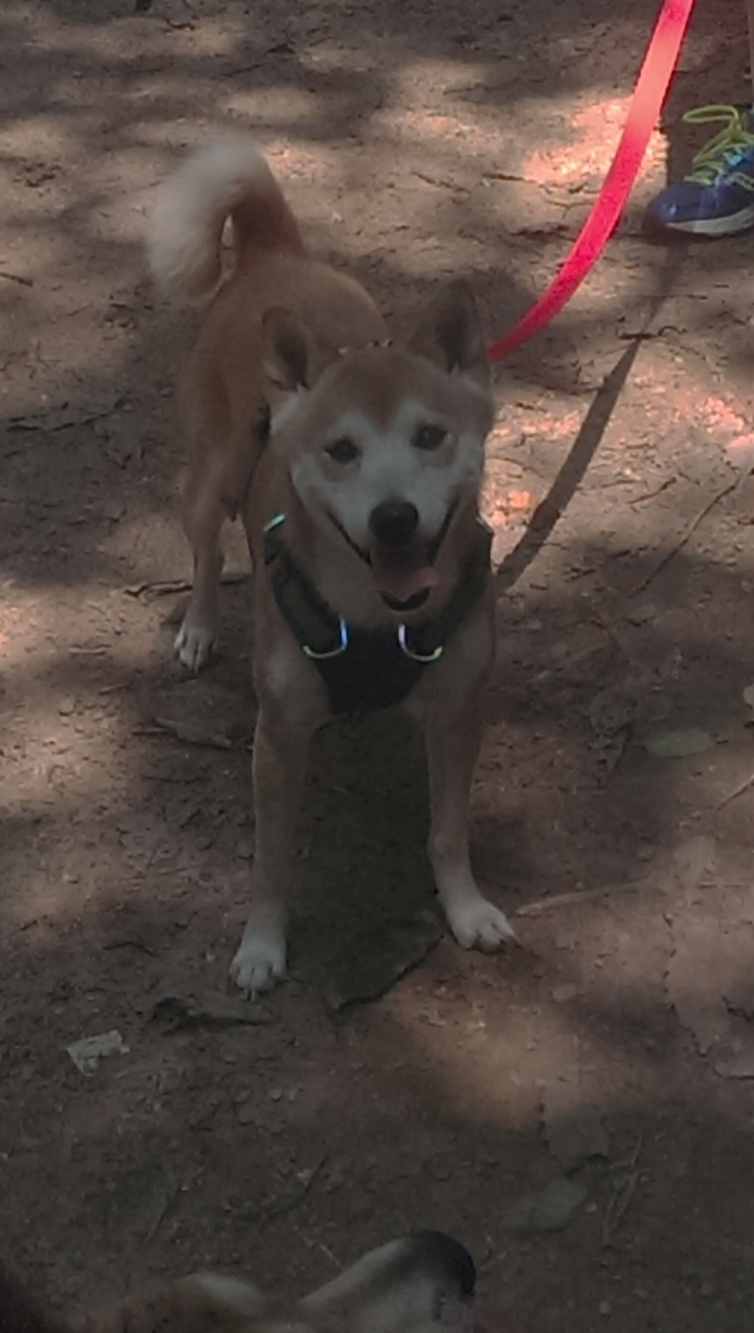 持球突破型球员如何避免进攻犯规,持球突破时防守人哪些动作是犯规的