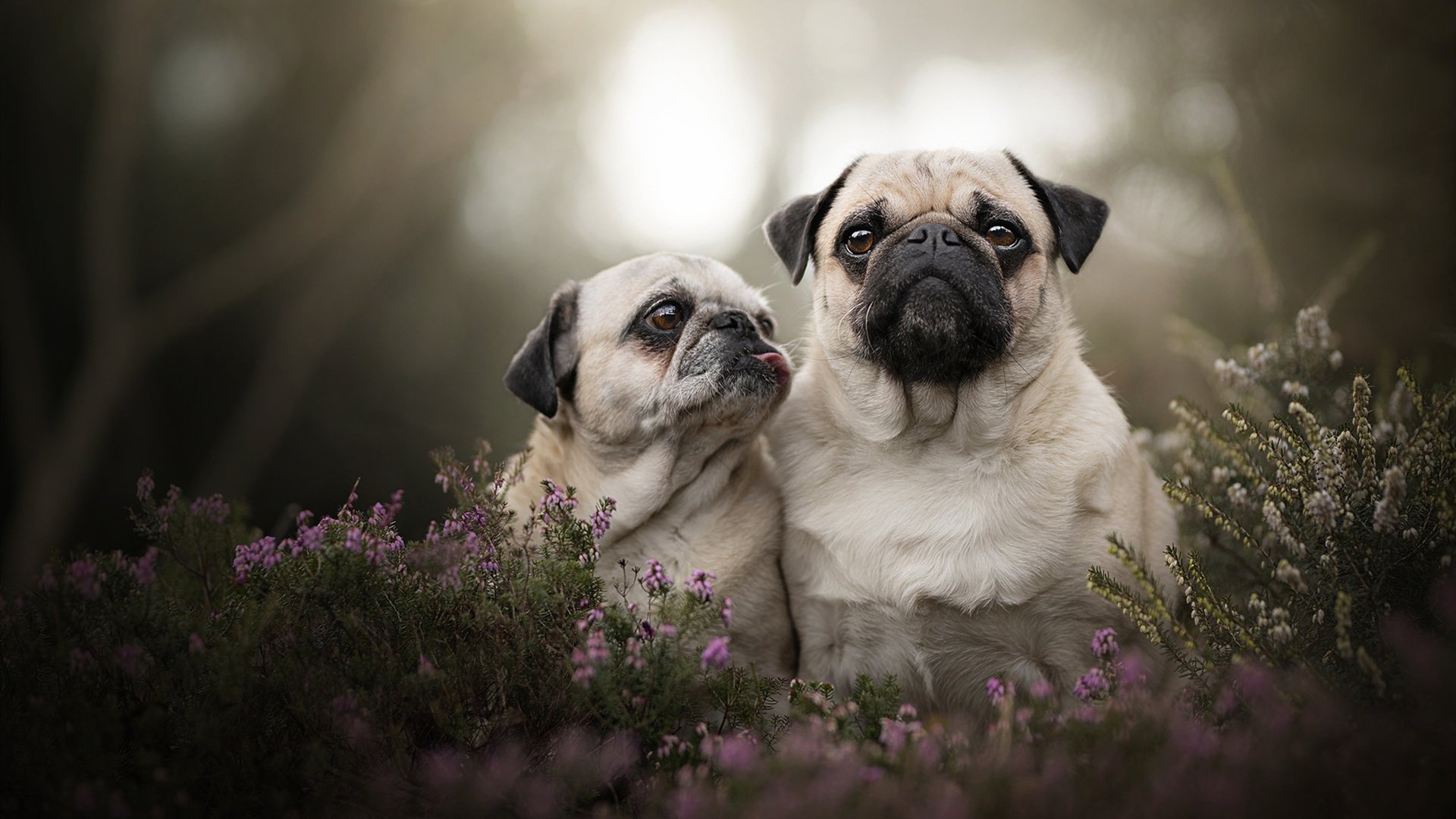 九游（jiuyou.com）游戏-美国队在国际乒联混合团体世界杯中的团体协作亮点，美国乒乓球队名单