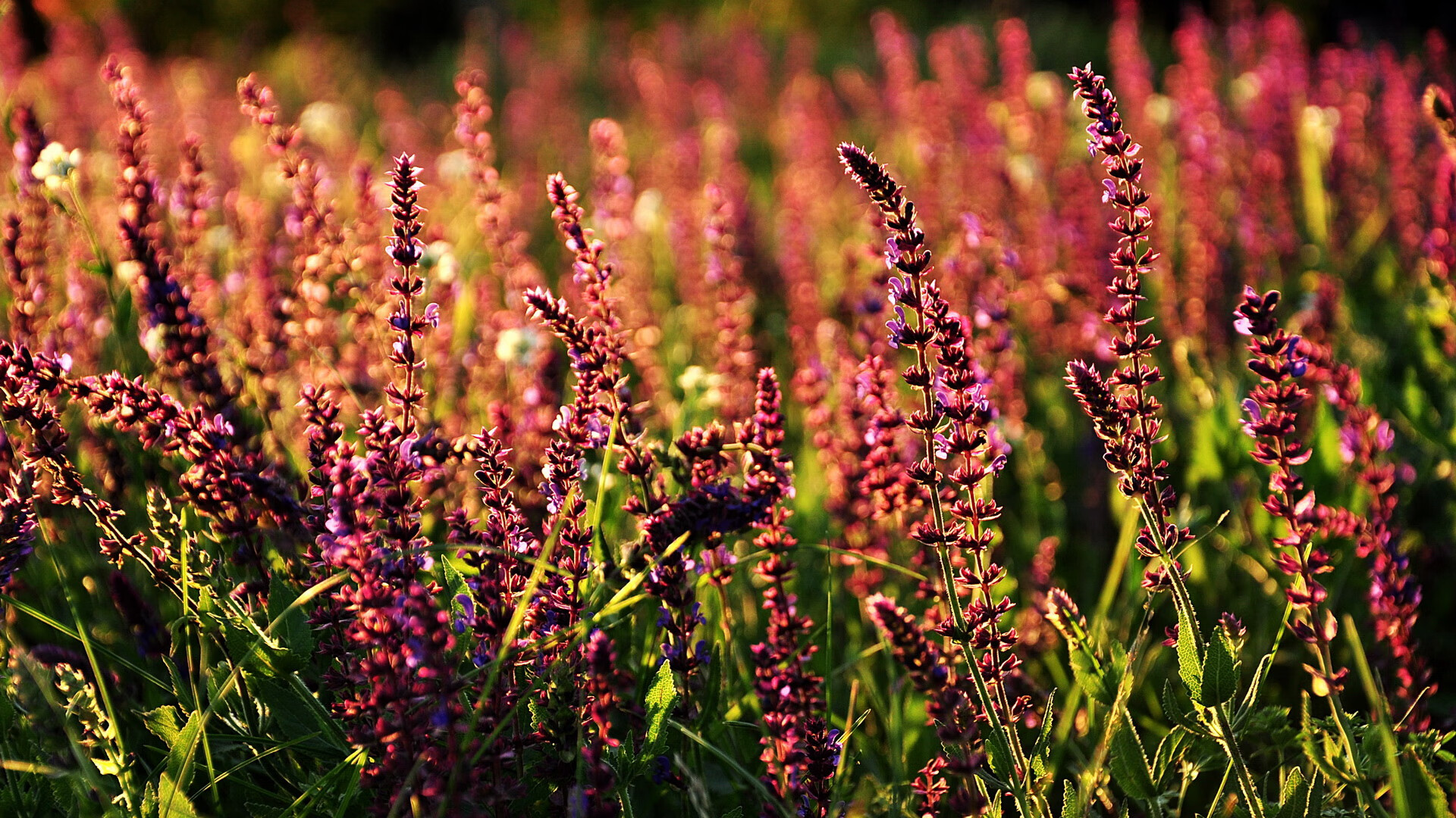 JIU YOU GAME-中国男篮推行科学恢复方案减少伤病风险，中国男篮怎么样了