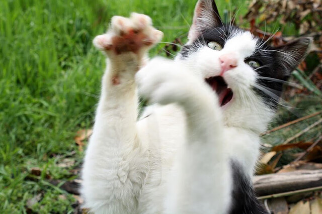 -中国足球职业俱乐部青训体系标准化建设稳步推进，中国足球青训体系是什么