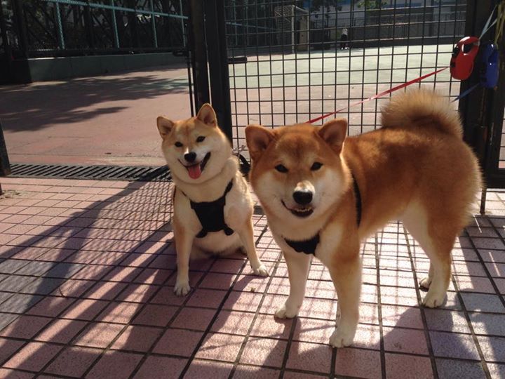 九游jiuyou-羽毛球业余联赛参赛人数连年增长，业余羽毛球比赛赛制